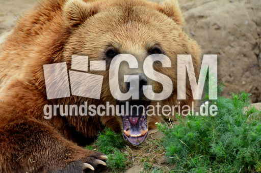 Braunbär_1 (13).jpg